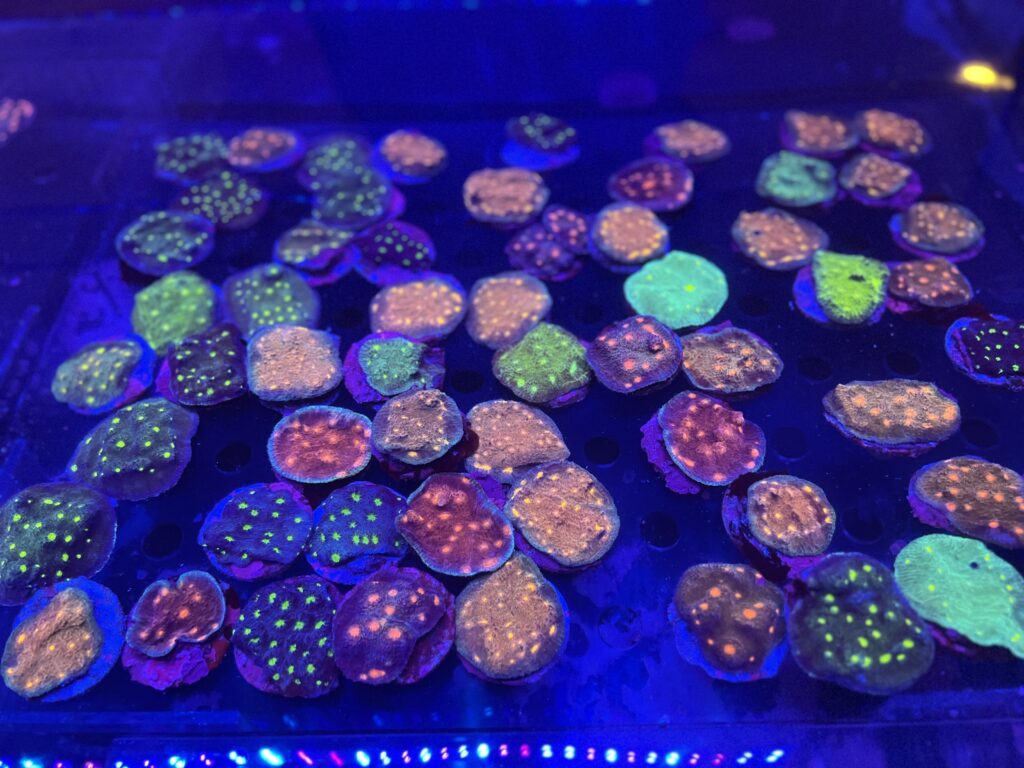 Sustainability : coral farming